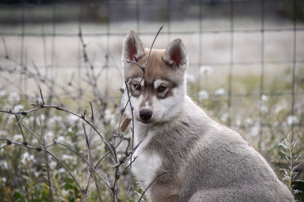 Siberian Southeast - Chiot disponible  - Siberian Husky