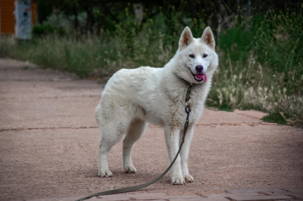 Snow white Siberian Southeast