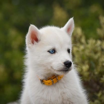 Siberian Southeast - Chiot disponible  - Siberian Husky