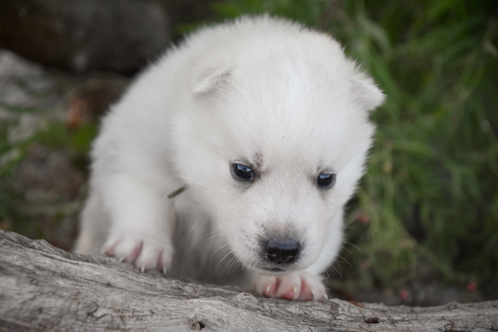 Siberian Southeast - Chiot disponible  - Siberian Husky