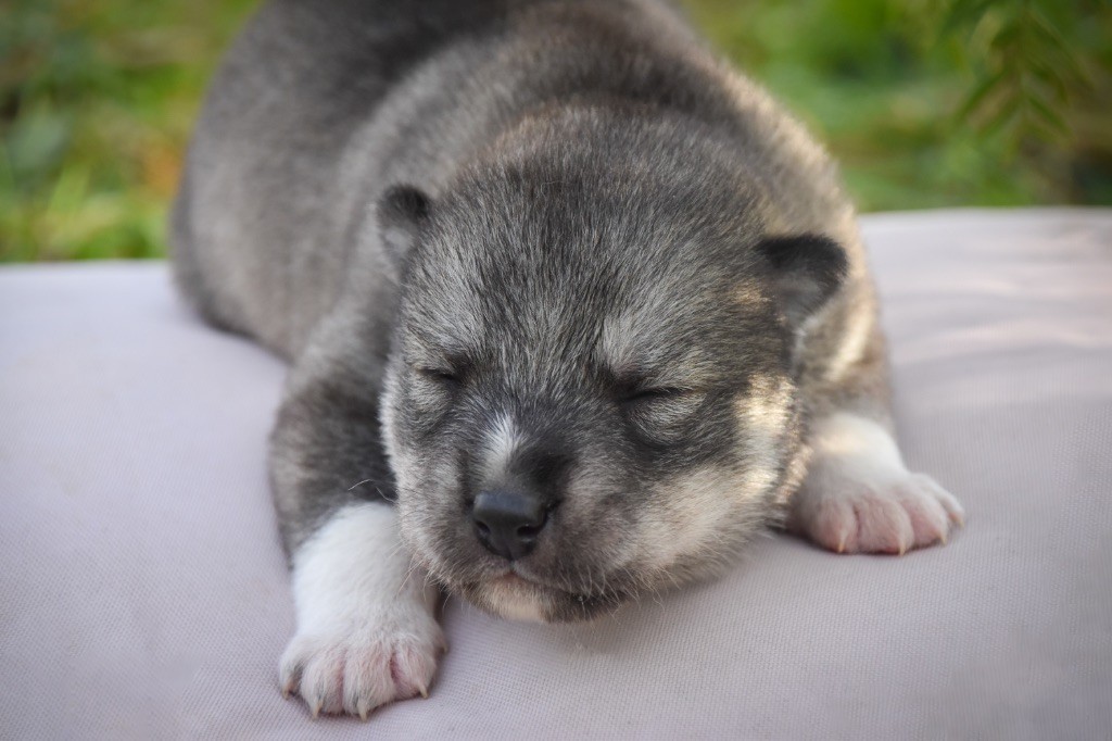 Siberian Southeast - Chiot disponible  - Siberian Husky