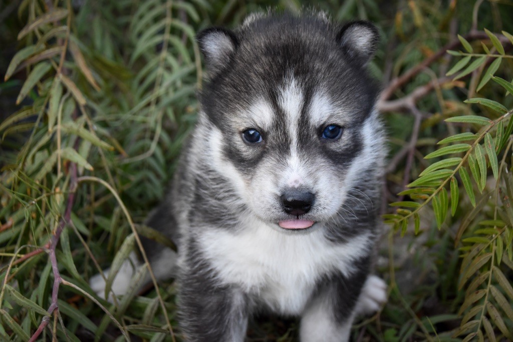 Siberian Southeast - Chiot disponible  - Siberian Husky