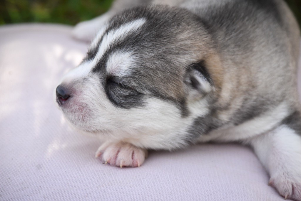 Siberian Southeast - Chiot disponible  - Siberian Husky