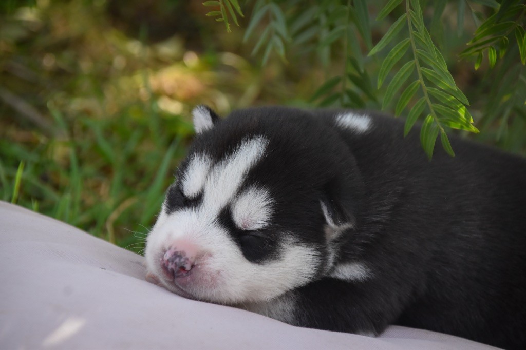 Siberian Southeast - Chiot disponible  - Siberian Husky