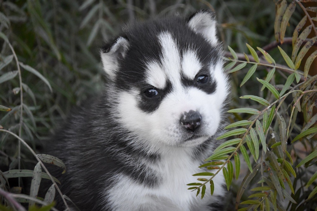 Siberian Southeast - Chiot disponible  - Siberian Husky