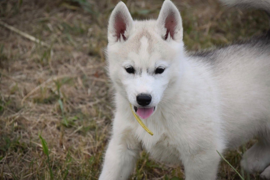 Siberian Southeast - Chiot disponible  - Siberian Husky