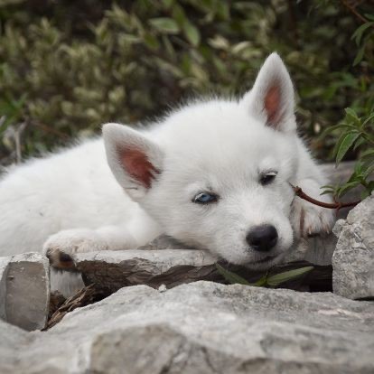 Siberian Southeast - Chiot disponible  - Siberian Husky