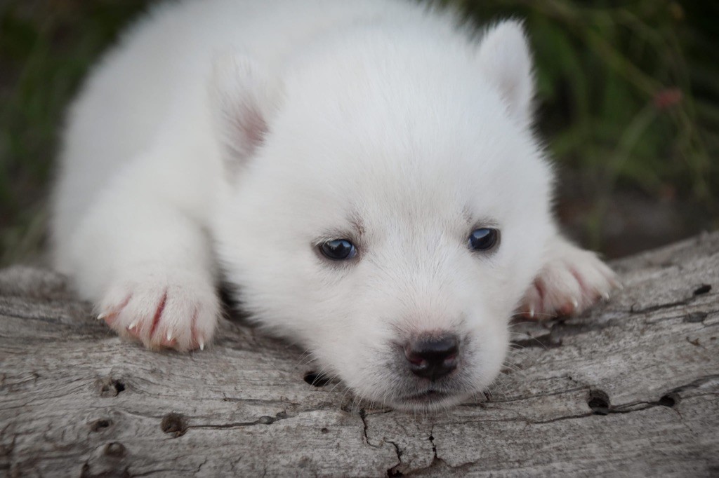 Siberian Southeast - Chiot disponible  - Siberian Husky