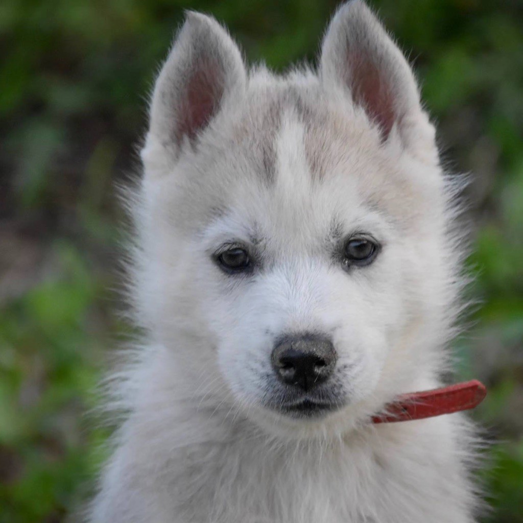 Siberian Southeast - Chiot disponible  - Siberian Husky