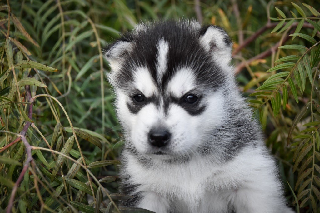 Siberian Southeast - Chiot disponible  - Siberian Husky