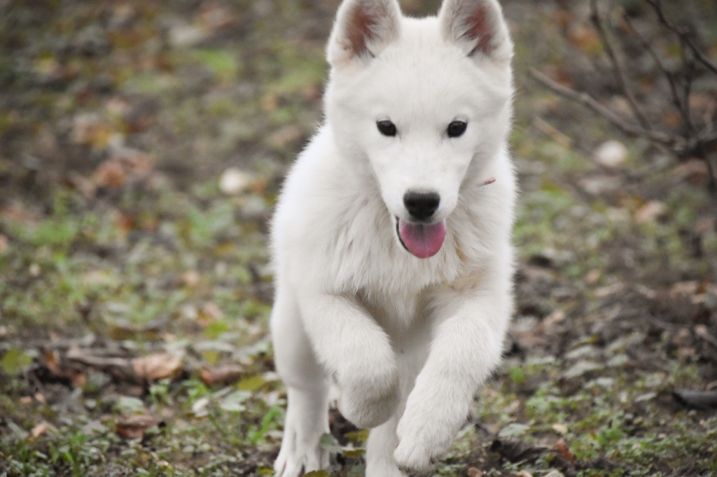 Siberian Southeast - Chiot disponible  - Siberian Husky