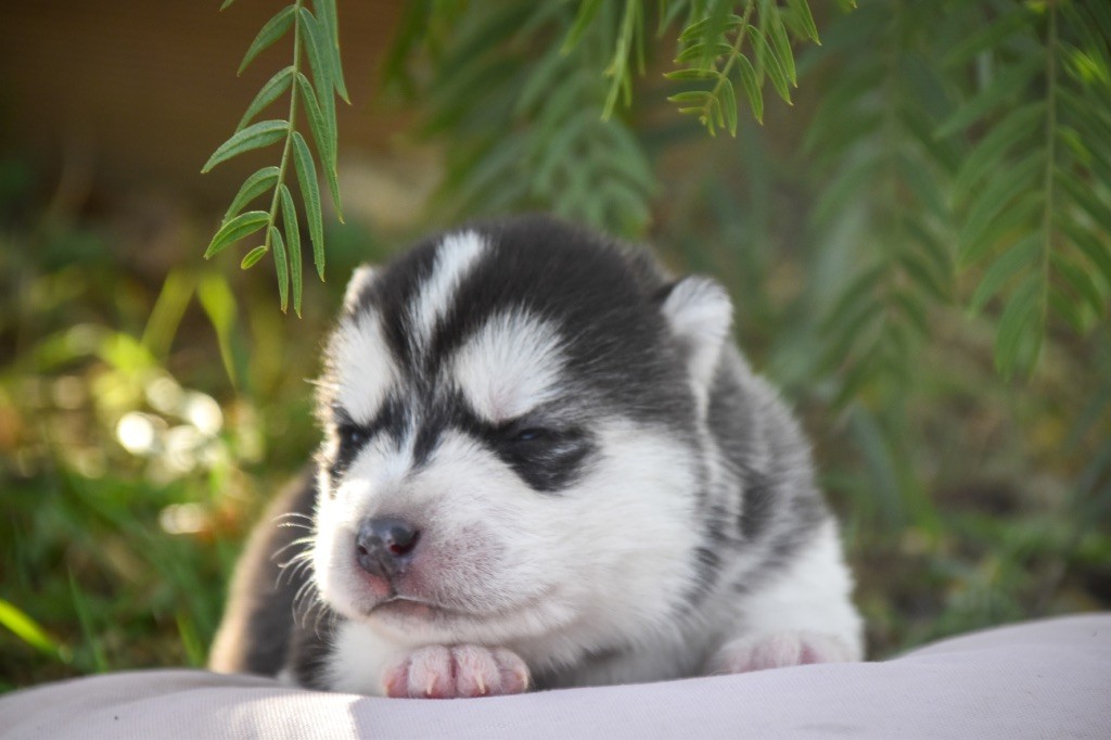 Siberian Southeast - Chiot disponible  - Siberian Husky