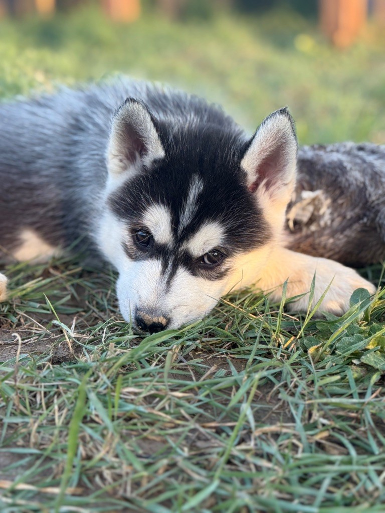 Siberian Southeast - Chiot disponible  - Siberian Husky