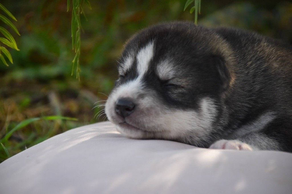 Siberian Southeast - Chiot disponible  - Siberian Husky