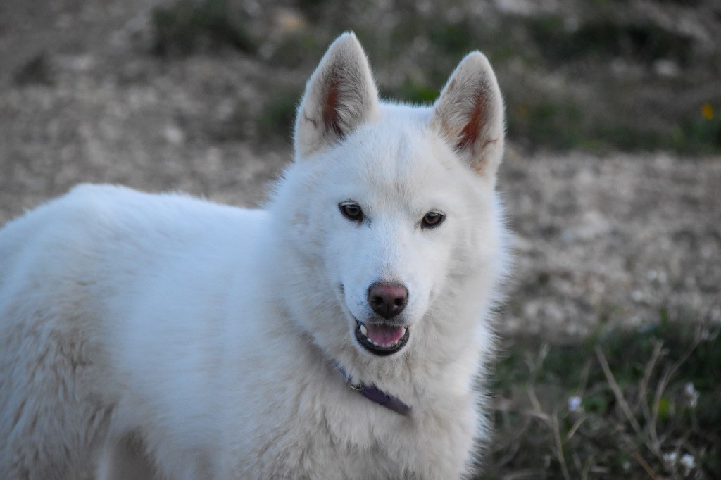 Siberian Southeast - Chiot disponible  - Siberian Husky