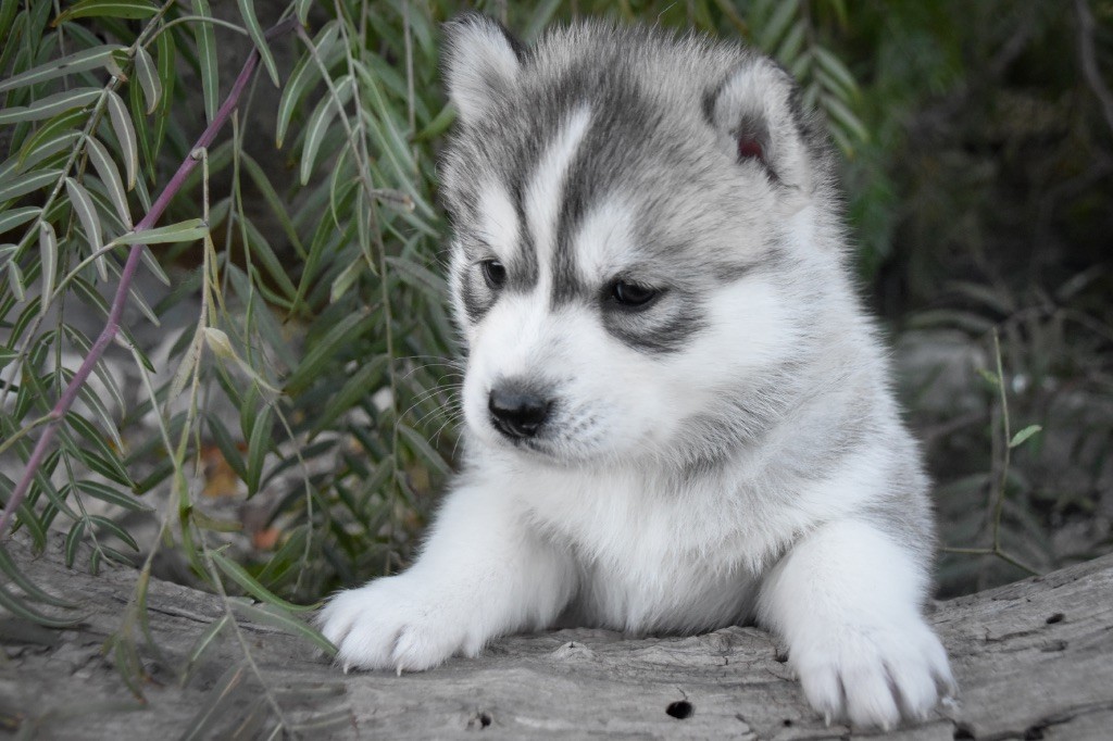 Siberian Southeast - Chiot disponible  - Siberian Husky