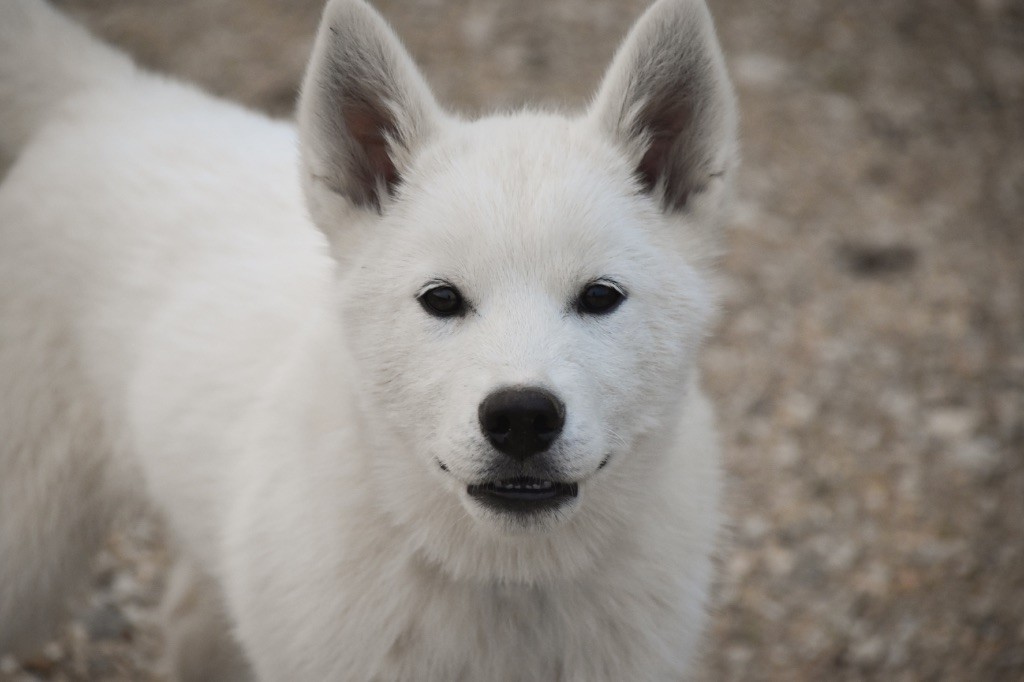 Siberian Southeast - Chiot disponible  - Siberian Husky