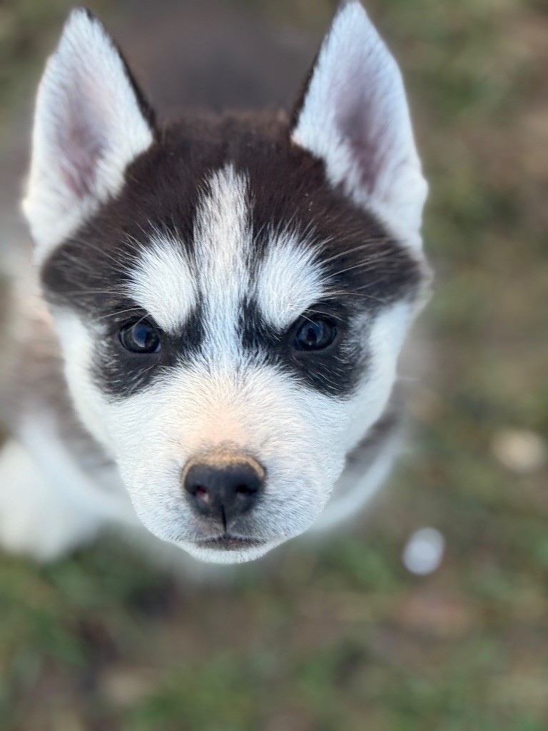 Siberian Southeast - Chiot disponible  - Siberian Husky