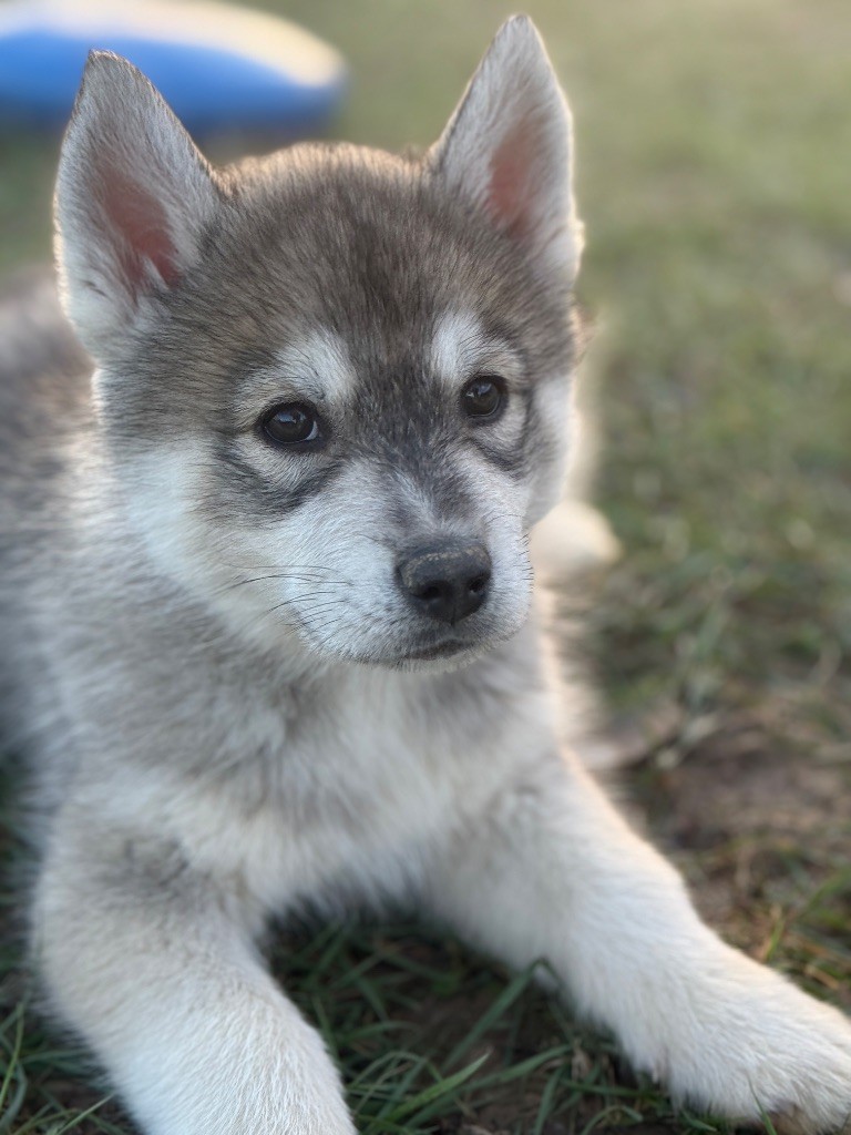 Siberian Southeast - Chiot disponible  - Siberian Husky