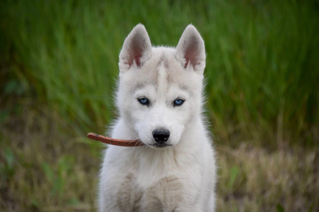 Siberian Southeast - Chiot disponible  - Siberian Husky