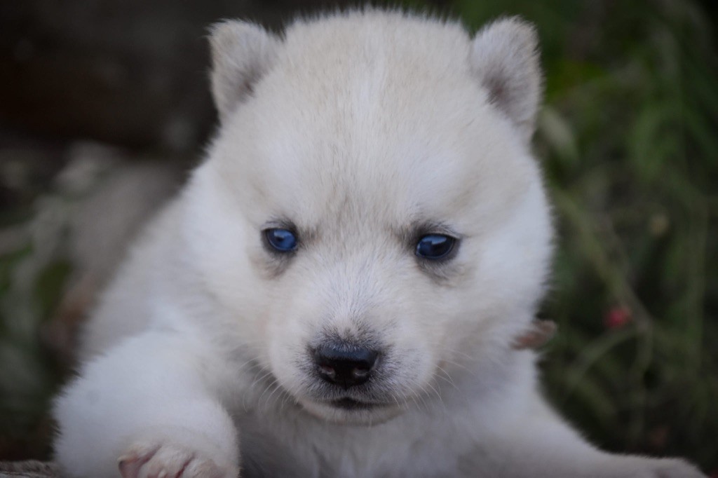 Siberian Southeast - Chiot disponible  - Siberian Husky