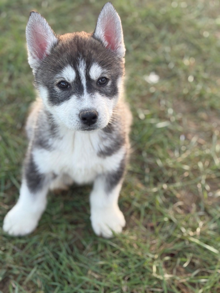 Siberian Southeast - Chiot disponible  - Siberian Husky