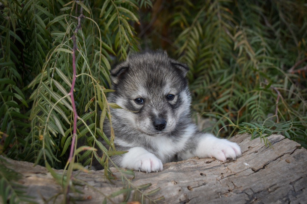 Siberian Southeast - Chiot disponible  - Siberian Husky