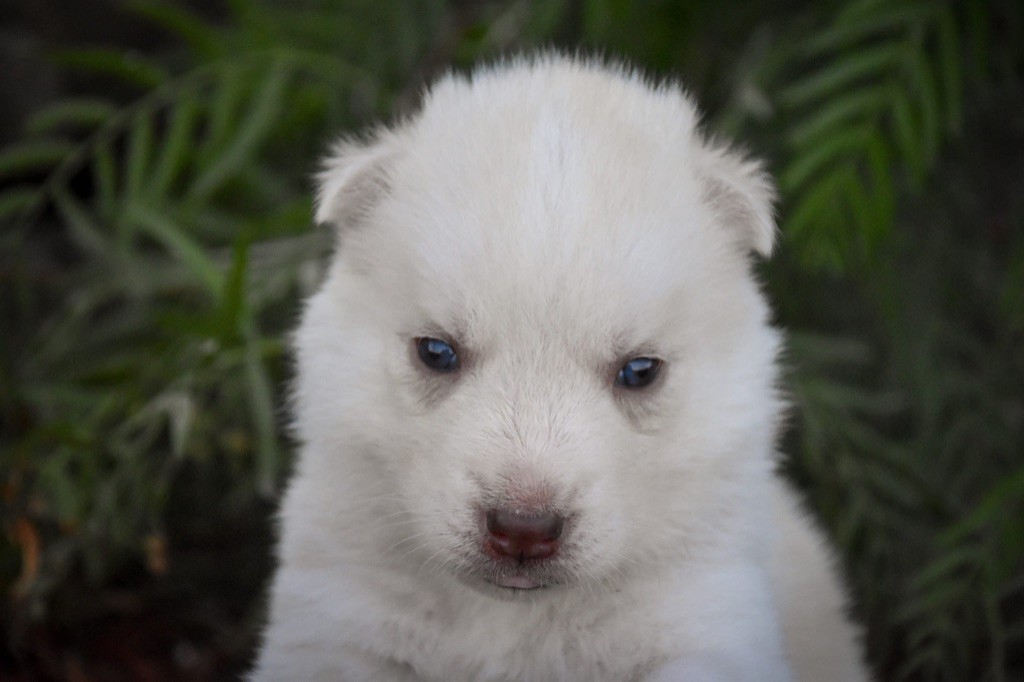 Siberian Southeast - Chiot disponible  - Siberian Husky