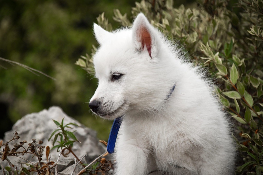 Siberian Southeast - Chiot disponible  - Siberian Husky