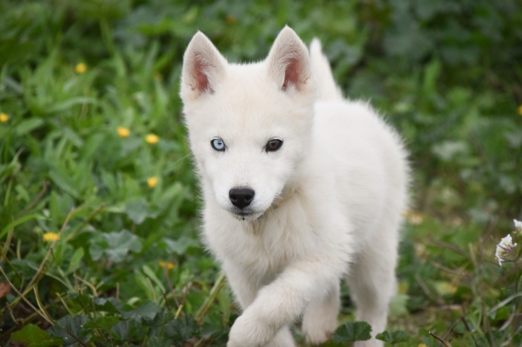 Siberian Southeast - Chiot disponible  - Siberian Husky