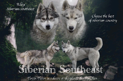 Siberian Southeast - Siberian Husky - Portée née le 08/06/2022