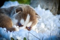 Siberian Southeast - Siberian Husky - Portée née le 24/10/2020