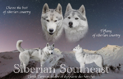 Siberian Southeast - Siberian Husky - Portée née le 25/09/2022