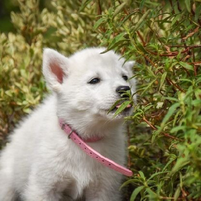 Siberian Southeast - Siberian Husky - Portée née le 01/08/2024