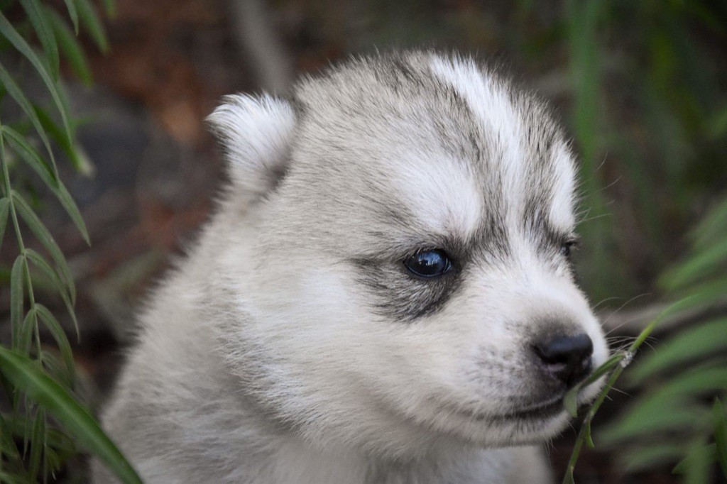 Siberian Southeast - Chiot disponible  - Siberian Husky