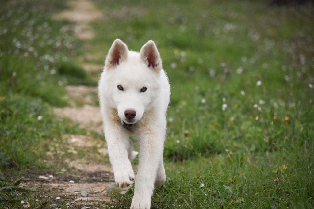 Siberian Southeast - Chiot disponible  - Siberian Husky