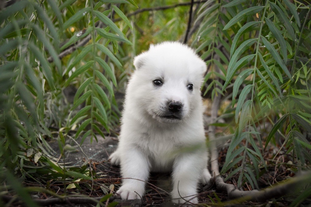 Siberian Southeast - Chiot disponible  - Siberian Husky