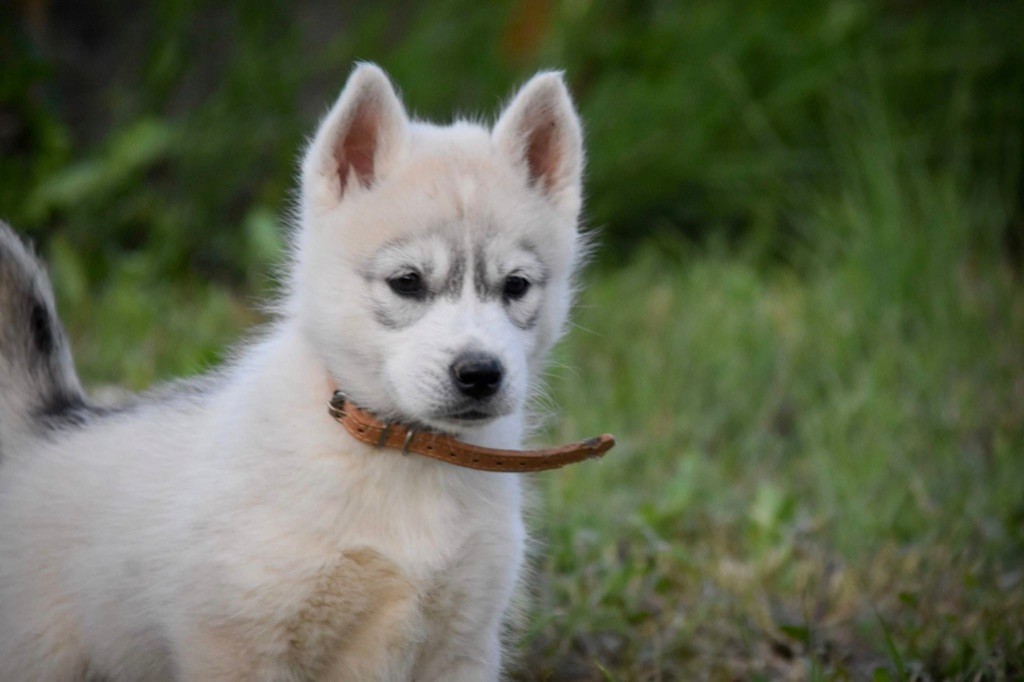 Siberian Southeast - Chiot disponible  - Siberian Husky