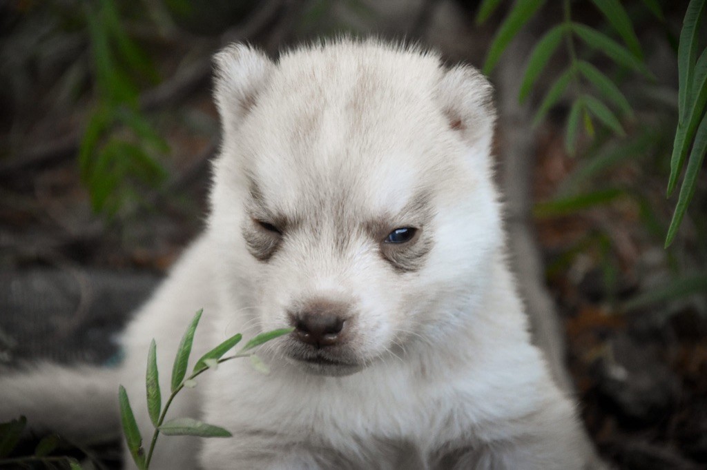 Siberian Southeast - Chiot disponible  - Siberian Husky