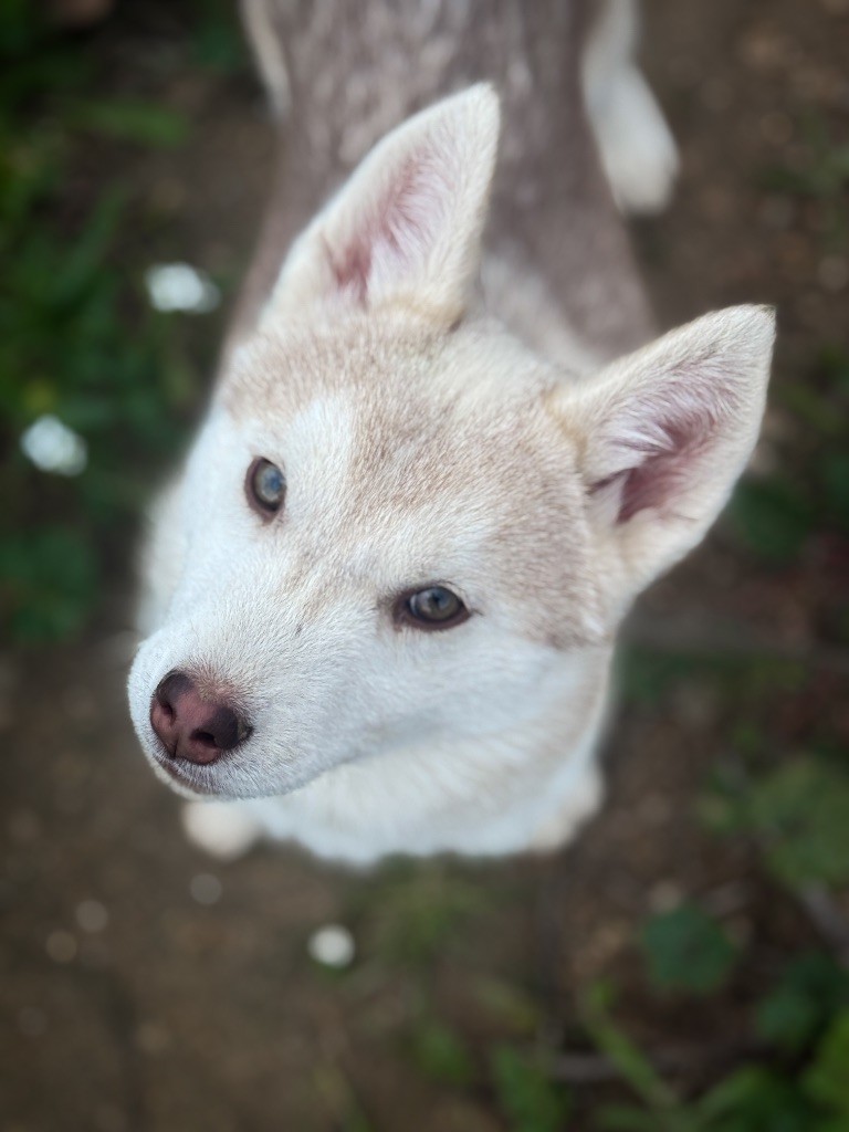 Siberian Southeast - Chiot disponible  - Siberian Husky