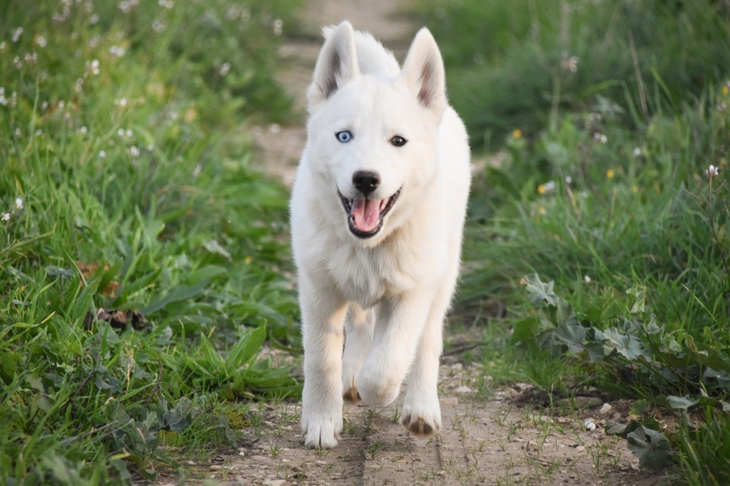 Siberian Southeast - Chiot disponible  - Siberian Husky