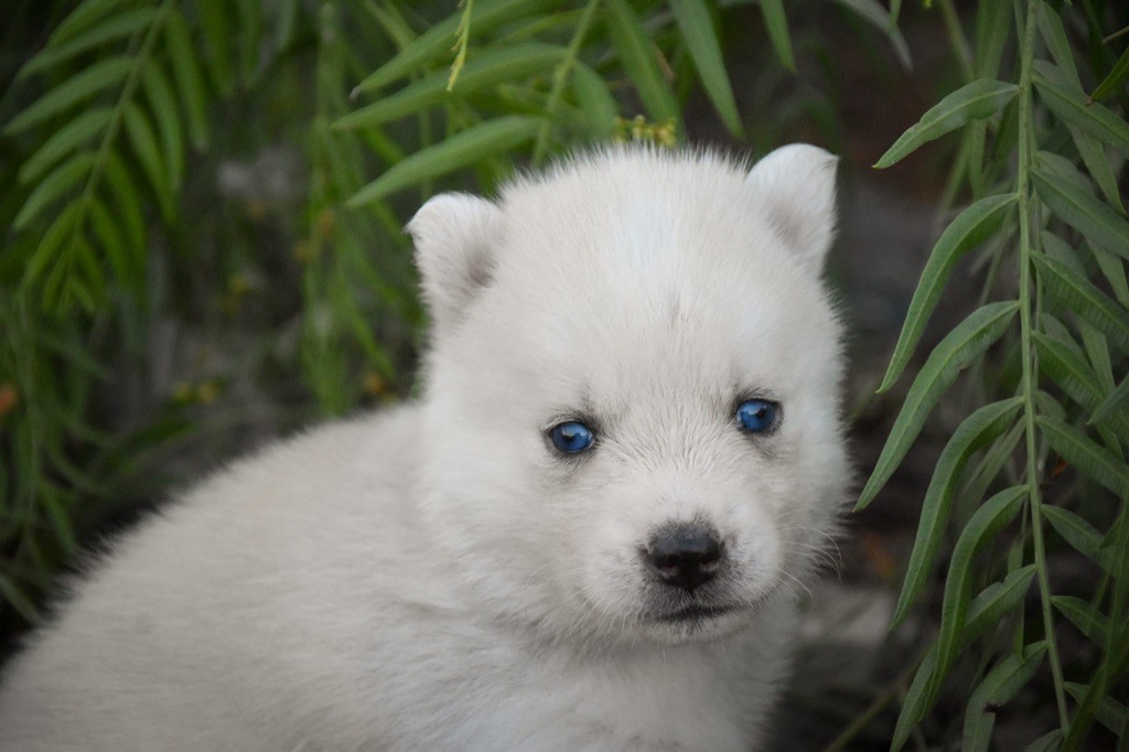 Siberian Southeast - Chiot disponible  - Siberian Husky