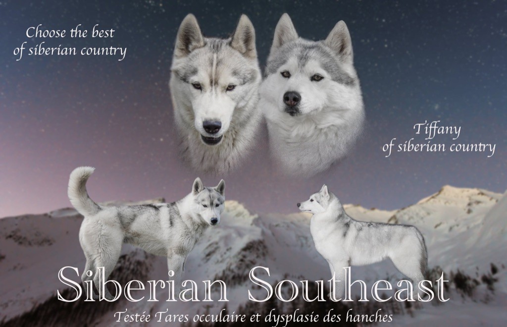 chiot Siberian Husky Siberian Southeast