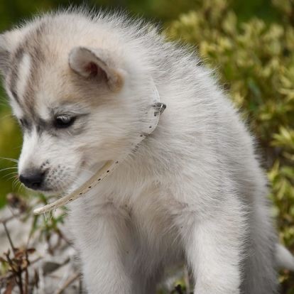 Siberian Southeast - Chiot disponible  - Siberian Husky