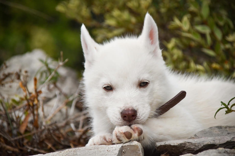 Siberian Southeast - Chiot disponible  - Siberian Husky