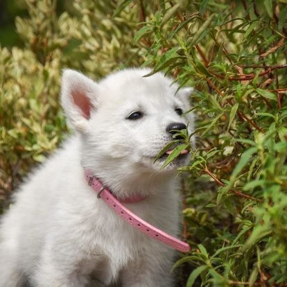 Siberian Southeast - Chiot disponible  - Siberian Husky