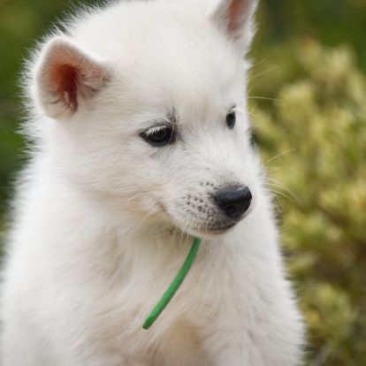 Siberian Southeast - Chiot disponible  - Siberian Husky