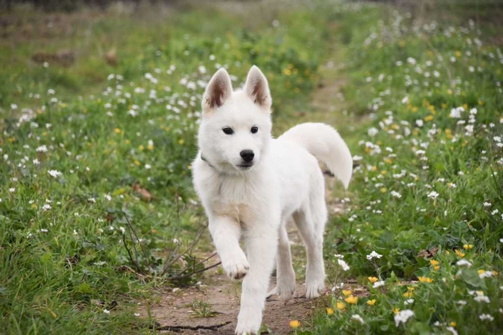 Siberian Southeast - Chiot disponible  - Siberian Husky