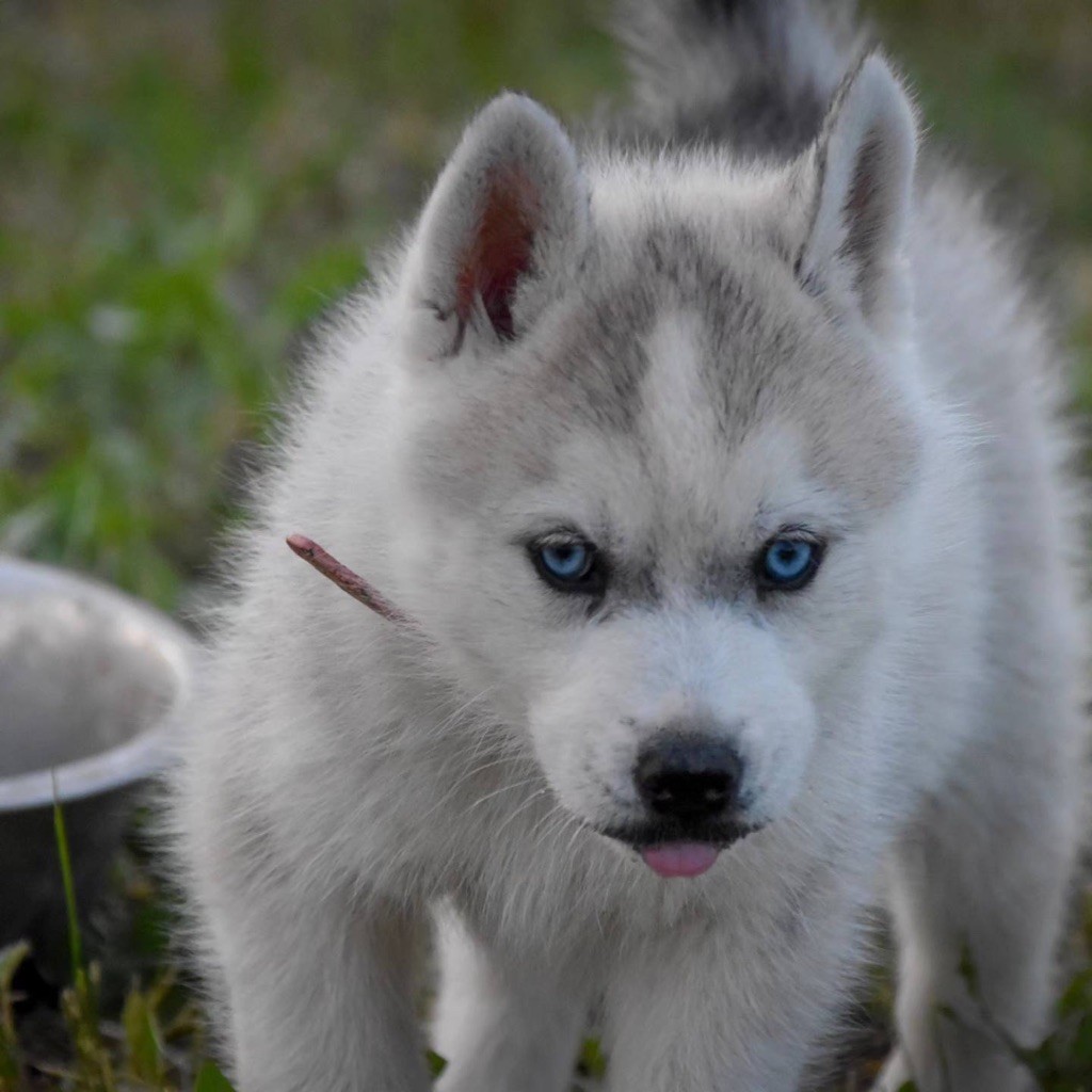 Siberian Southeast - Chiot disponible  - Siberian Husky