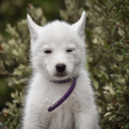 Siberian Southeast - Chiot disponible  - Siberian Husky